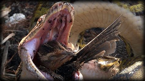 Python eats Bird 03 - Python Eats Bird Alive - Music - YouTube