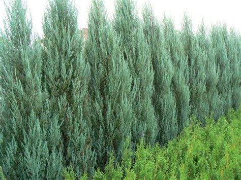 a row of green bushes next to each other