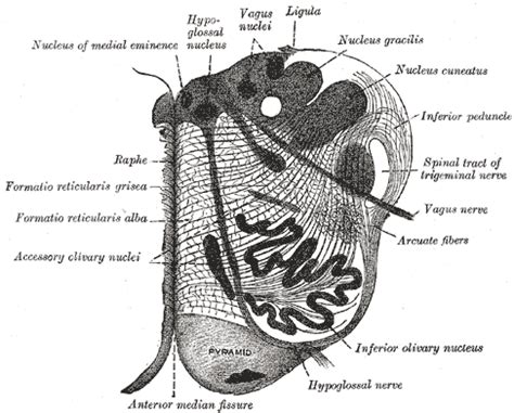 Inferior cerebellar peduncle - wikidoc