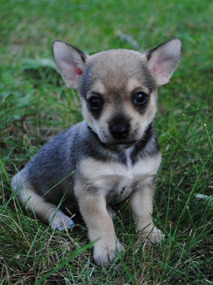 Teacup Chihuahua German Shepherd Mix - Pets Lovers