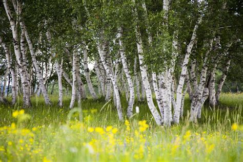 Buy Multi Stem Silver Birch | Betula Pendula Multi Stem | Hopes Grove Nurseries