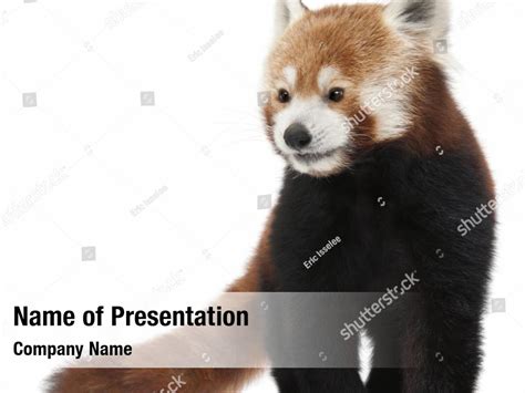 Bear red panda wild PowerPoint Template - Bear red panda wild ...