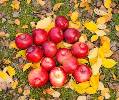 Red apples on fall foliage stock photo. Image of outdoors - 43044598