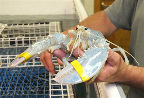 Rarest of the rare white lobster finds new home in Thomaston | Wiscasset Newspaper