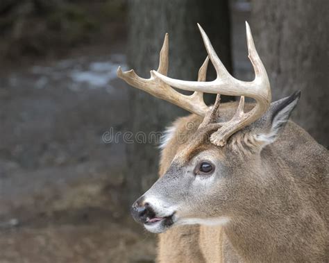 Young Buck with Antlers stock image. Image of young - 193648255