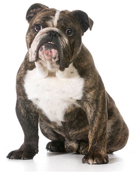 Brindle English Bulldog Stock Photos, Pictures & Royalty-Free Images ...