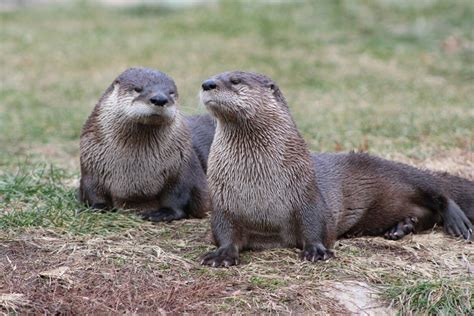 North American River Otter - Potawatomi Zoo