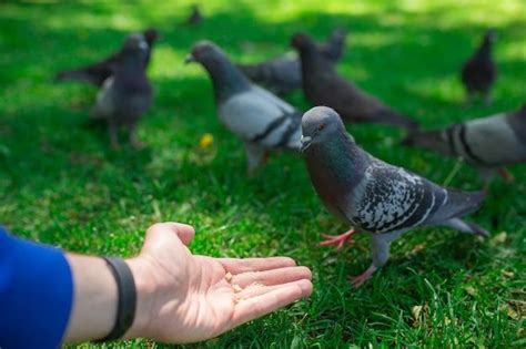 What are bird prevention methods? - Birdful