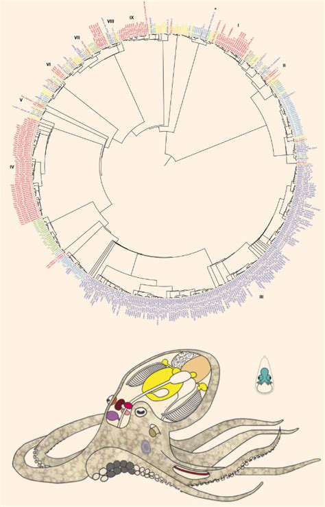 Scientists Sequence Genome of California Two-Spot Octopus | Genetics ...