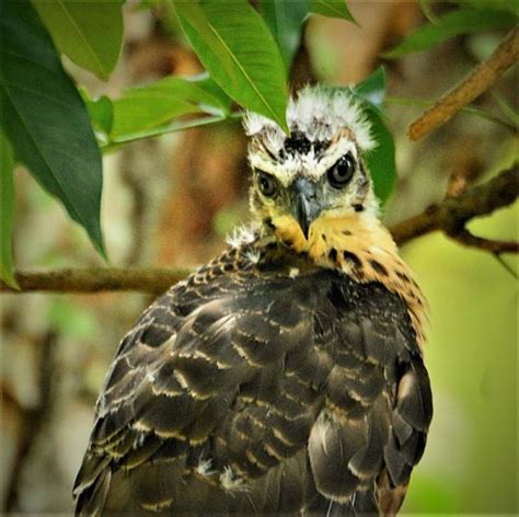 Crested Goshawk - BirdForum Opus | BirdForum