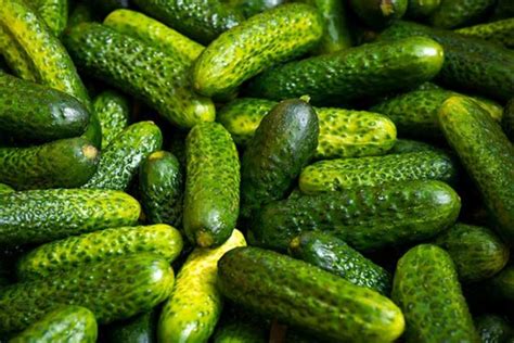 India emerges as largest exporters of cucumber and gherkins in the ...