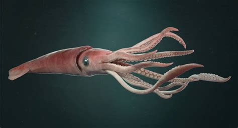 What Does A Squid Look Like? Octopus Vs Squid - W D T L L?