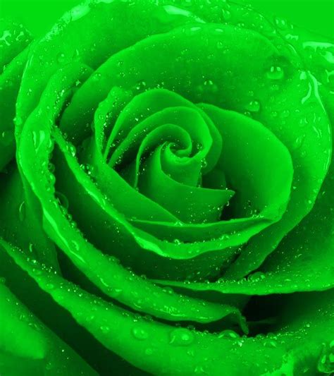 Top 10 Most Beautiful Green Roses