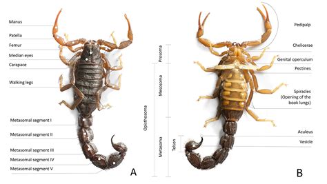 SciELO - Brasil - Armed stem to stinger: a review of the ecological roles of scorpion weapons ...