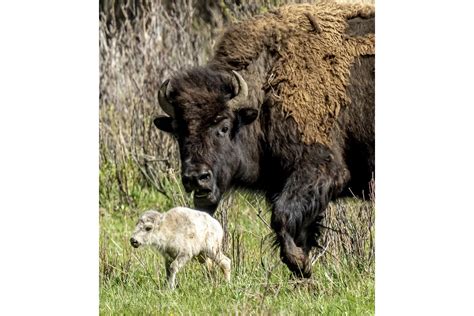 Reported Birth of Rare White Buffalo Calf in Yellowstone Park Fulfills ...