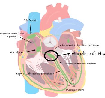 Bundle of His: Definition, Function & Anatomy | Study.com