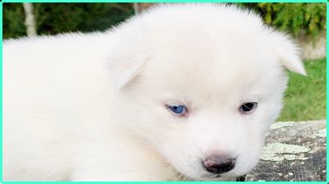 CACHORRO ** Husky Siberiano Blanco ** [Sirokami] - YouTube