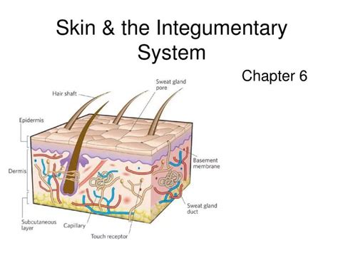 PPT - Skin & the Integumentary System PowerPoint Presentation, free download - ID:1824876