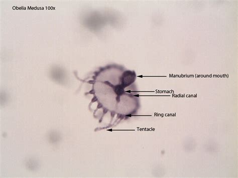 Microscope Slide Obelia | Video Bokep Ngentot