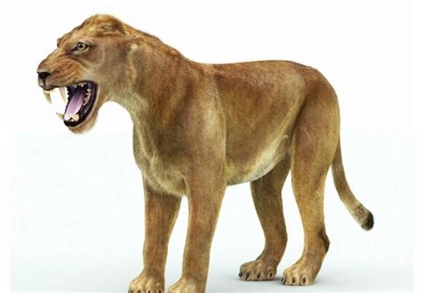 10 Facts about Cave Lions - Fact File