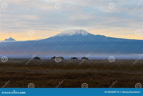 View of Mount Kilimanjaro at Sunrise in Kenya, Africa Stock Photo ...