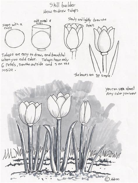 Adron's Art Lesson Plans: How to Draw Tulips, a Beginners Drawing ...