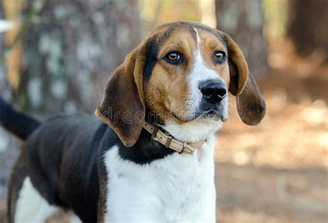 Walker Coonhound Dog stock photo. Image of coonhound - 87672342