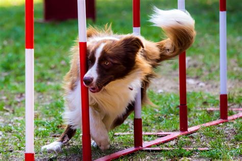 Our Dog Agility Classes - Dog's Best Friend Training