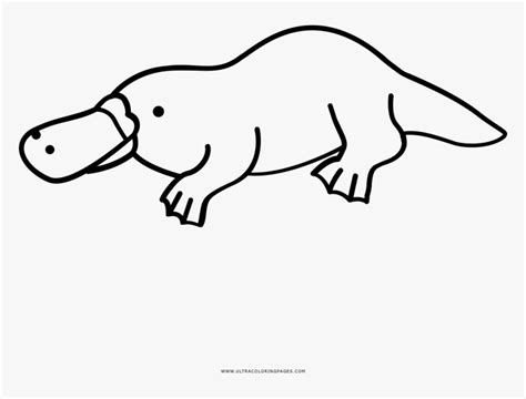 Platypus Coloring Page - Line Art, HD Png Download - kindpng