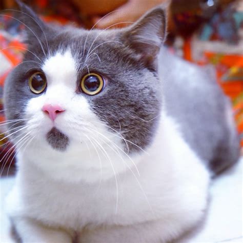 PHOTOS: 'Surprised Cat' is China's latest contribution to the field of ...