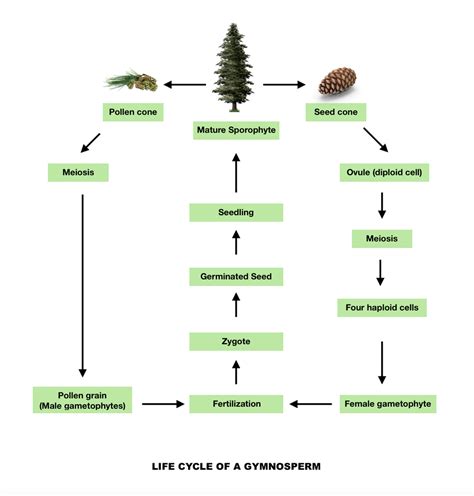 Life Cycle Of Gymnosperms