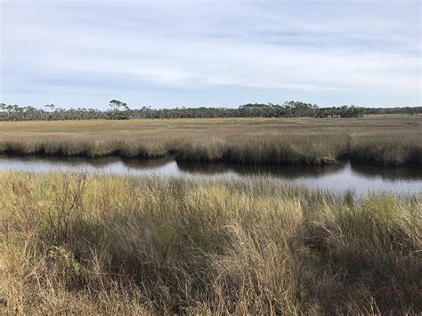 Endangered Black Rail Study Along the Gulf Coast - Tall Timbers