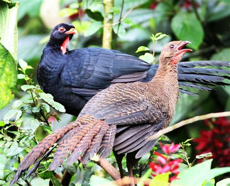 Pajuil (AVES DE TABASCO) · iNaturalist