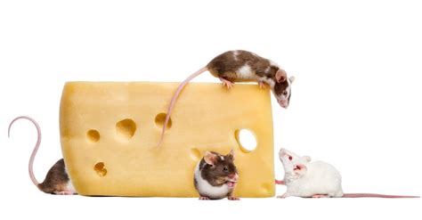 Do Mice Really Like Cheese: Fact or Fiction? | EarthKind