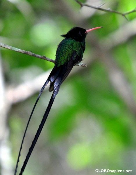 Jamaican Hummingbird | Beautiful birds, Hummingbird, Pet birds