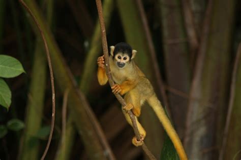 A Guide To Madidi National Park - Bolivia