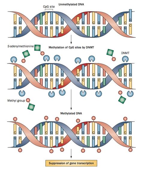 Dna Methylation Diagram