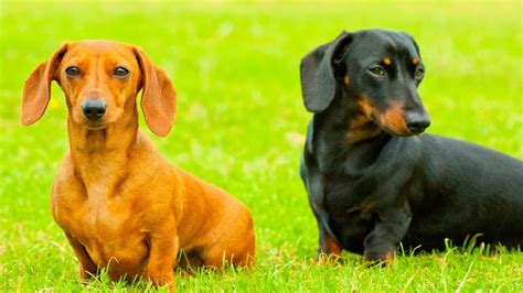 The 3 Types of Dachshunds: Do You Know Them All?