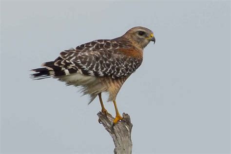 Falconiformes - SEO POSITIVO