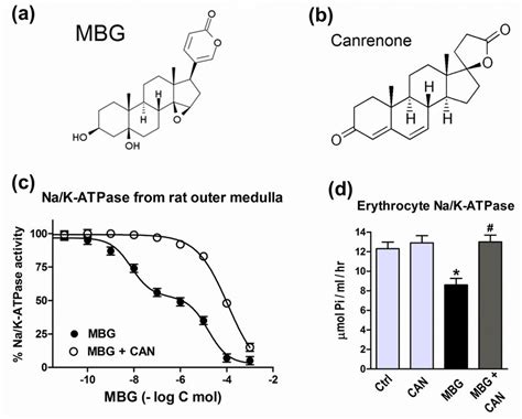 Structure of marinobufagenin (MBG) (a) and canrenone (CAN) (b). Effect... | Download Scientific ...