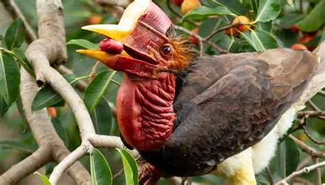 Fun Helmeted Hornbill Facts For Kids