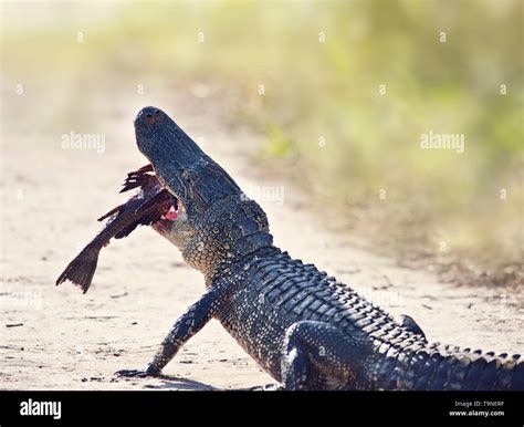 Alligator eating fish hi-res stock photography and images - Alamy