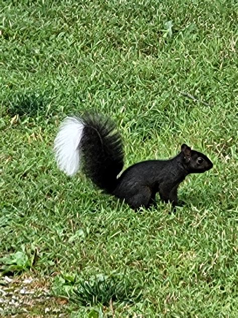 Was a 'skunk-squirrel' spotted in Ohio?