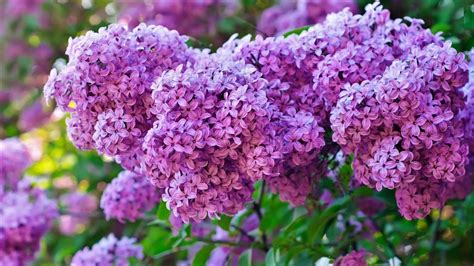 Lilac Bush Image - ID: 299958 - Image Abyss