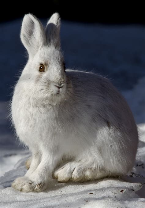 Picture of a snowshoe hare - About Wild Animals