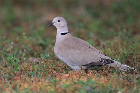 Eurasian Collared Dove Facts, Range, Habitat, Diet, Pictures