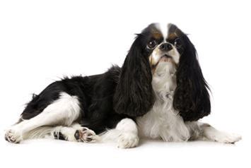 English Toy Spaniel Dog Breed Information - Continental Kennel Club