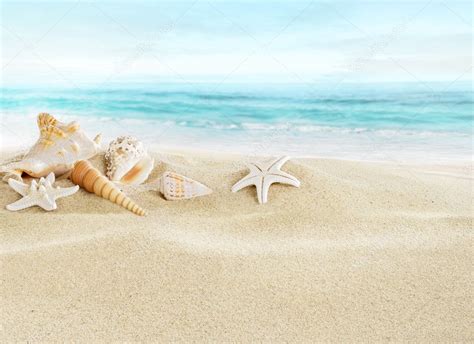 Shells on sandy beach — Stock Photo © silvae #25988901