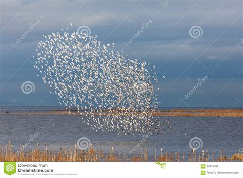 Flock of Dunlin stock photo. Image of calidris, flock - 86116568