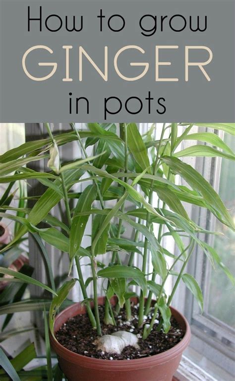 Learn how to grow ginger in pots. Growing Ginger Indoors, Growing ...